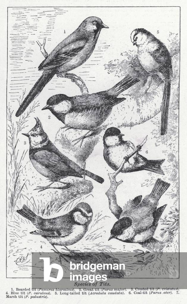Image of Print depicting Species of tits (litho) by English Artist