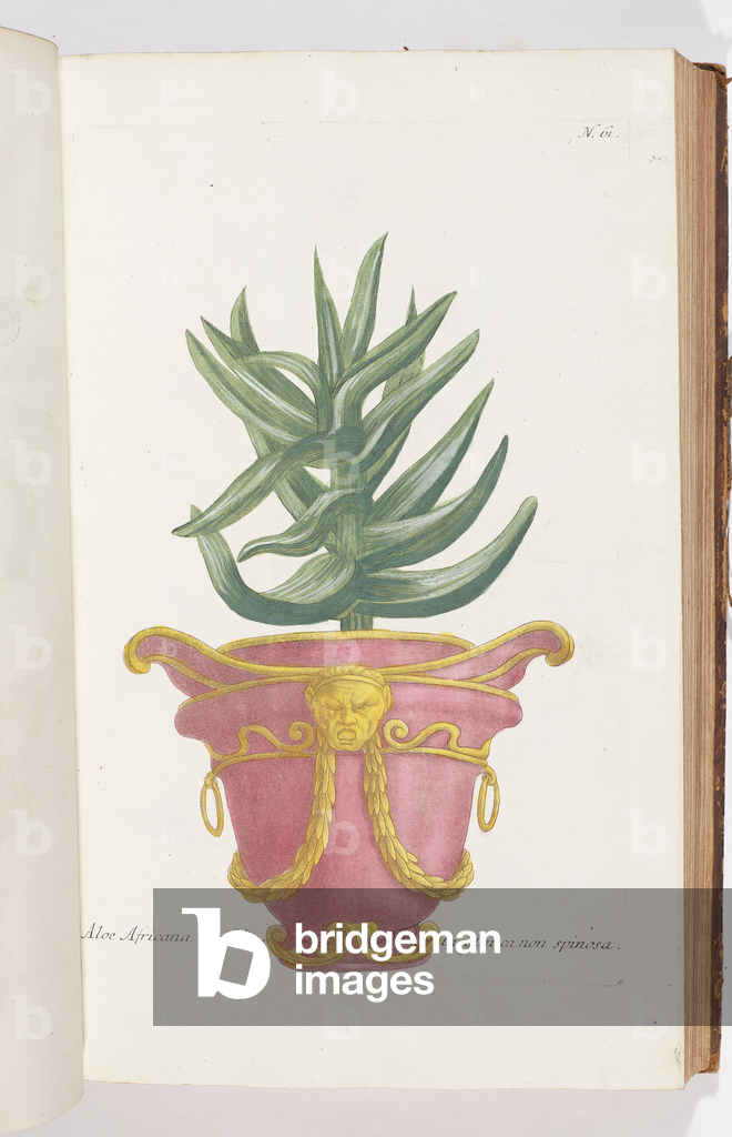 Immagine di Incisione "Aloe Africana " 1737