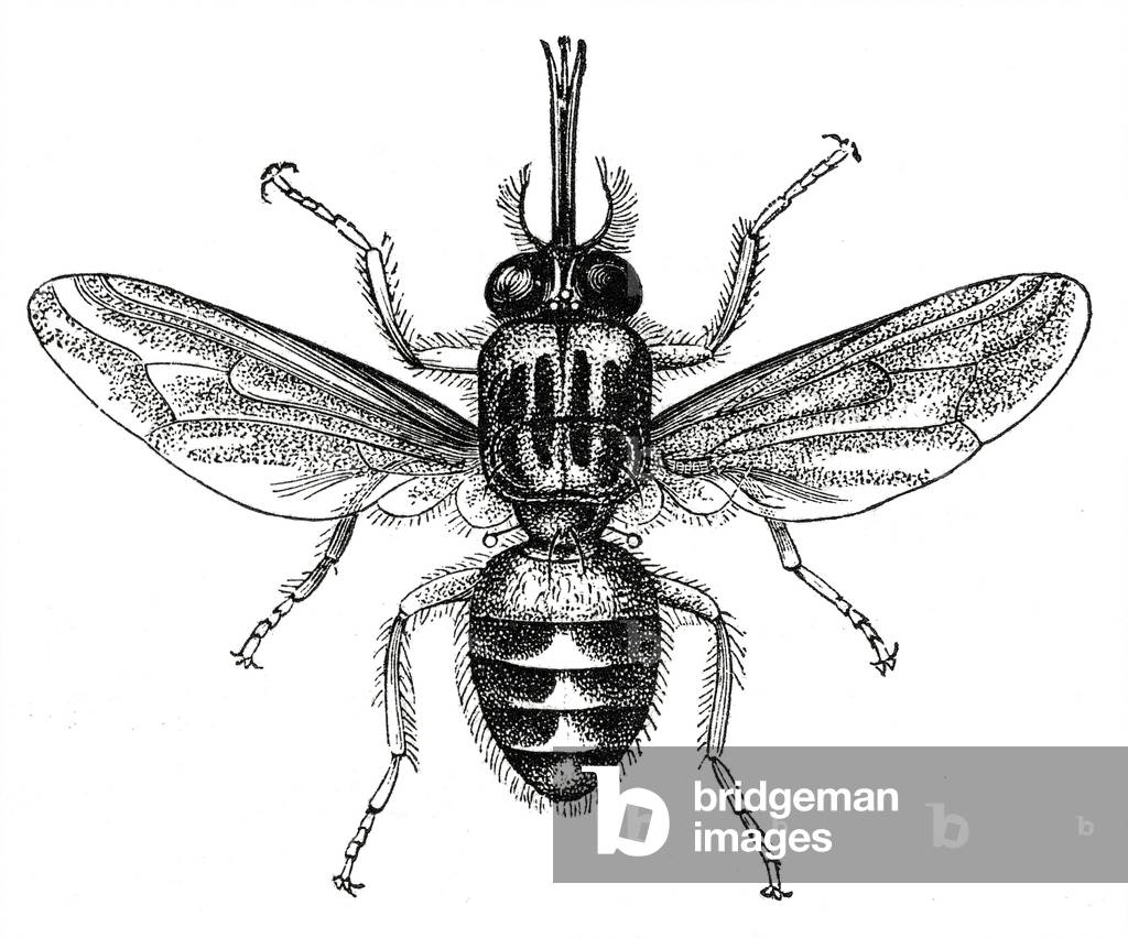 Tsetse Fly, Africa, Illustrazione, 1885
