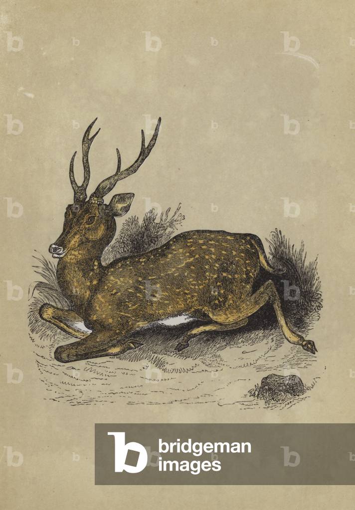 "Axis Deer (colore litico)" di English School