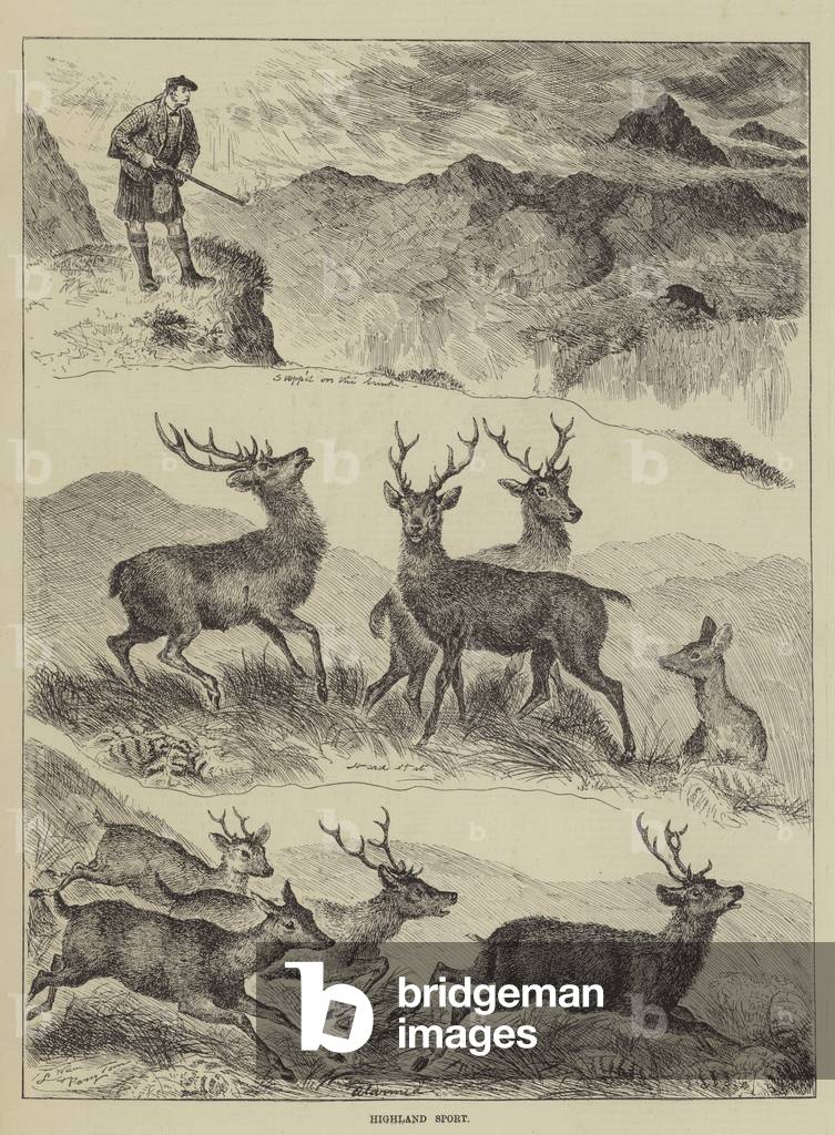 "Highland Sport (Gravur)" 1884 von Louis Wain, b/w