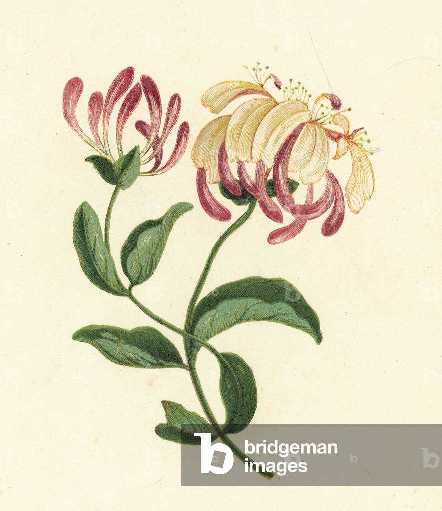 Geißblatt, Lonicera Periclymenum (Farbe Litho)