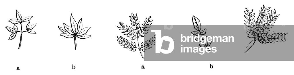 Bild von Gravur "Blattformen", b/w