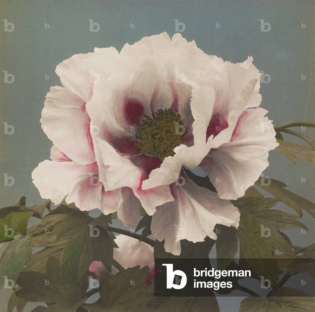 Tree Paeony, 1896 (handkollotypisch)