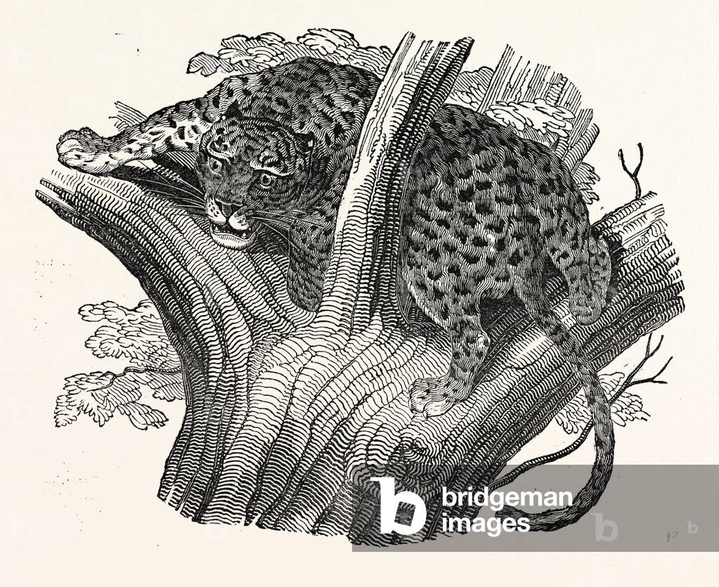 Image de Gravure représentant Arbre léopard à la baie, b/w