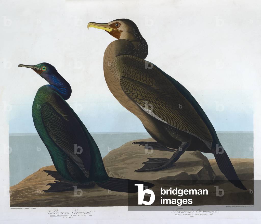 "Violett-grüner Kormoran. Weiblich im Winter. Townsend ist kormorant. Männlich."