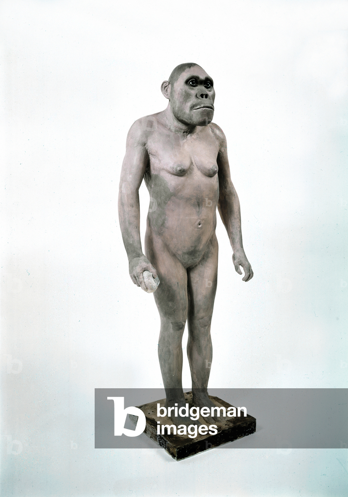AUSTRALOPITHECUS (Rekonstruktion)