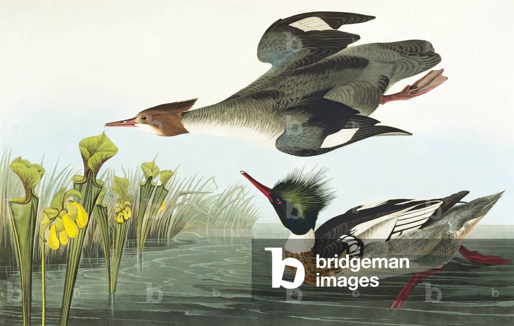 Mergus serratore, rosso-petto merganser, piatto 401 da John James Audubon's Birds of America, originale doppio