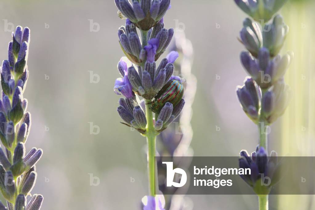 Lavender Beetle on a Lavender Flower, Southern France (photo)