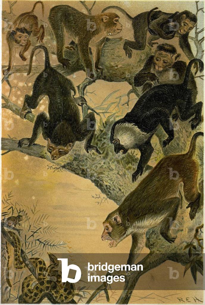 Immagine di Stampa "Macachi"
