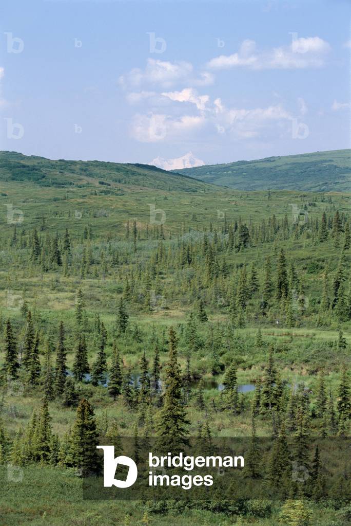 Image of USA, Alaska, Denali National Park, Kantishna river on lush