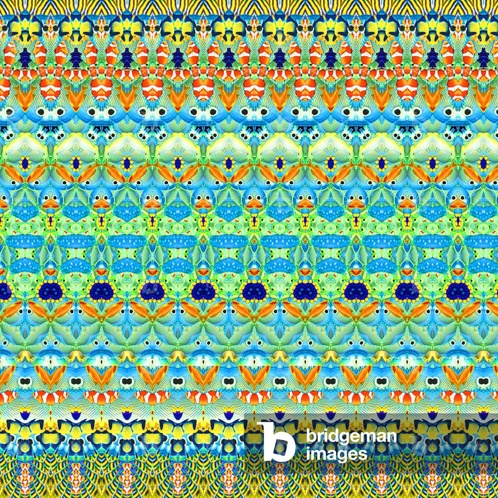 Tropical Fish Stripe, 2016 (fotografia, digitale)