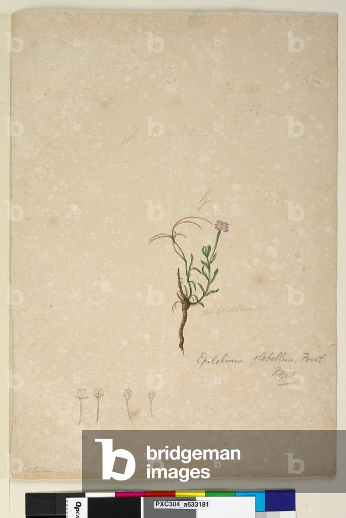 Bild von Zeichnung "Seite 187. Epilobium glabellum" 1803 von John William Lewin