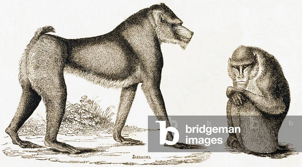 Le mandrill ou mormon,1892 (gravure)