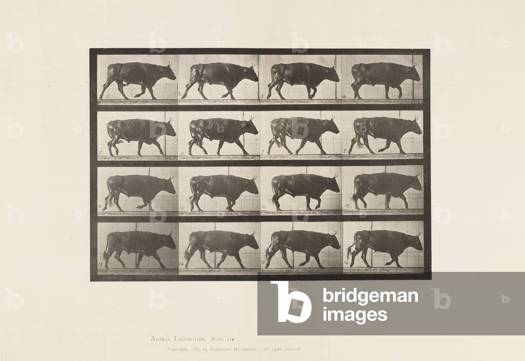 Targa 672. Bue; trotting, 1885 (collotipo su carta)