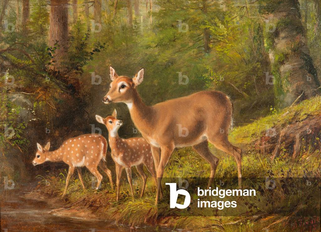 Un cervo e due cerbiatti, 1875 (olio su bordo accademia)