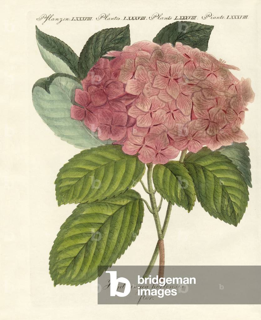 Chinesische Blumen (farbige Gravur)