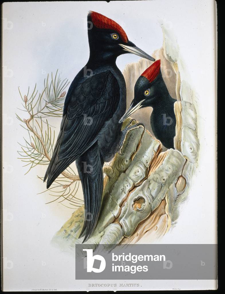 Image de Estampe représentant Grand Pic noir (Dryocopus Martius) (lithol de couleur main) par John Gould