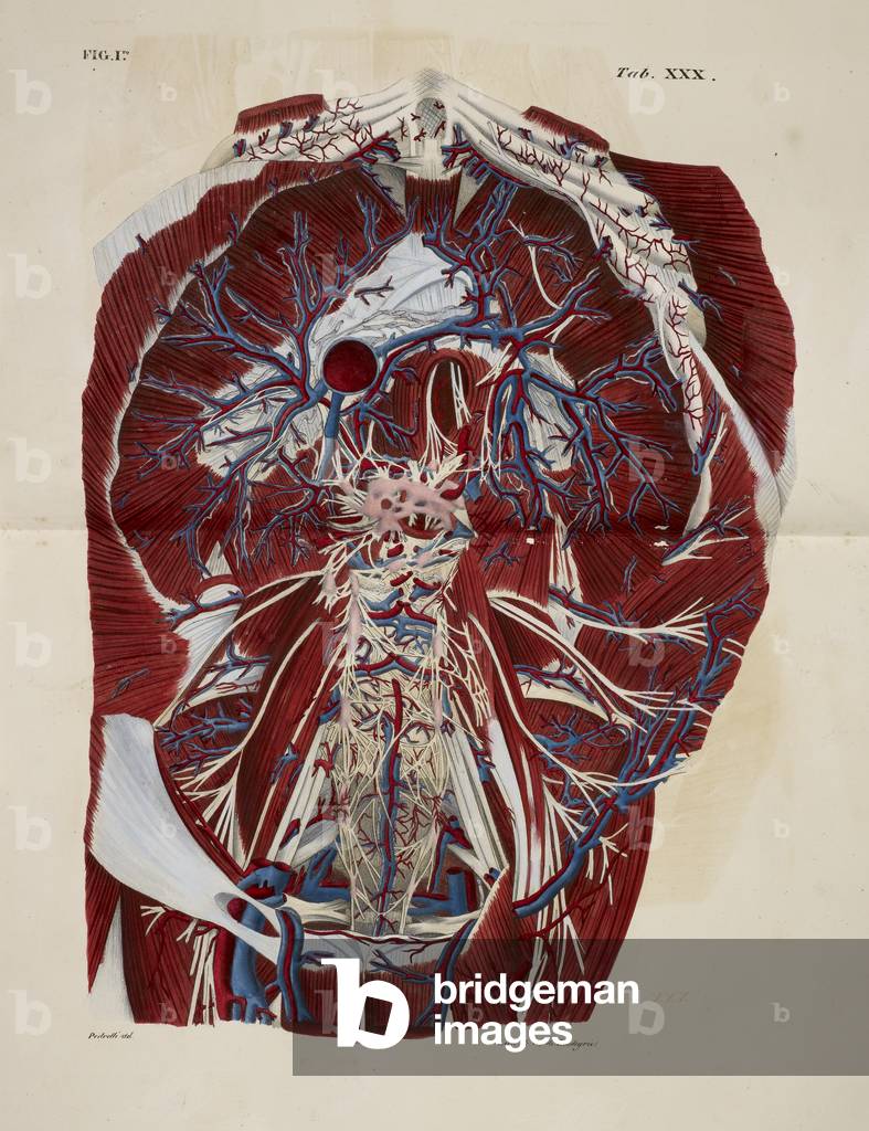 Anatomical drawing. Muscular system. Nerves.