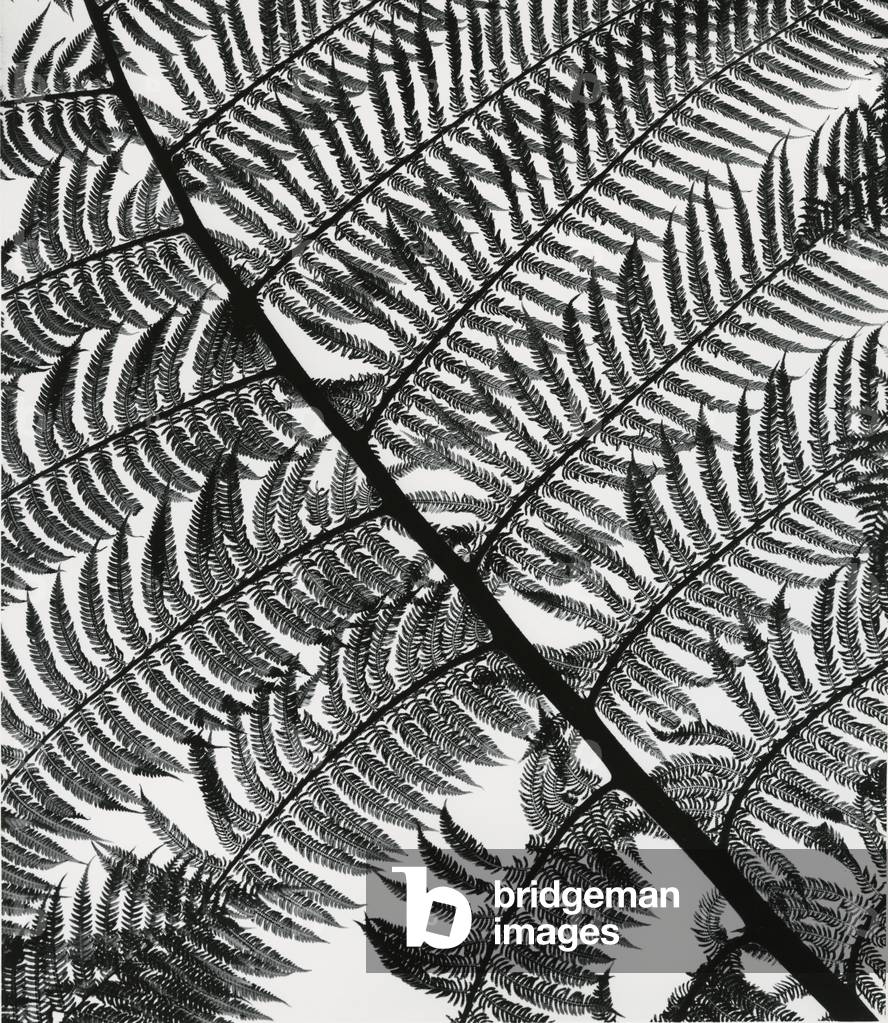 Fern, California, c.1955 (stampa gelatina argento)