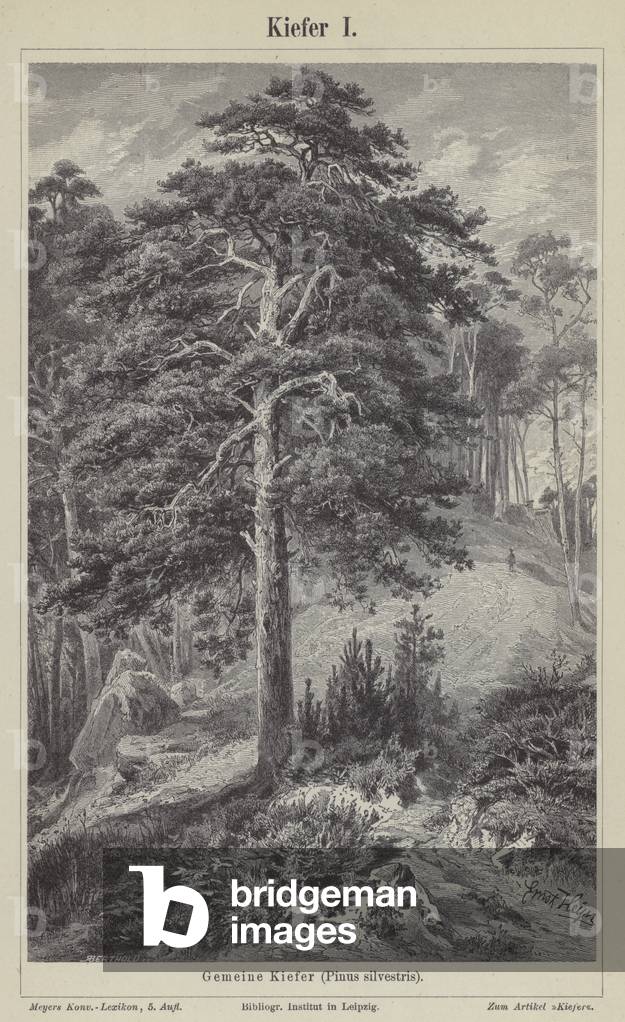 Scots pine tree (engraving)