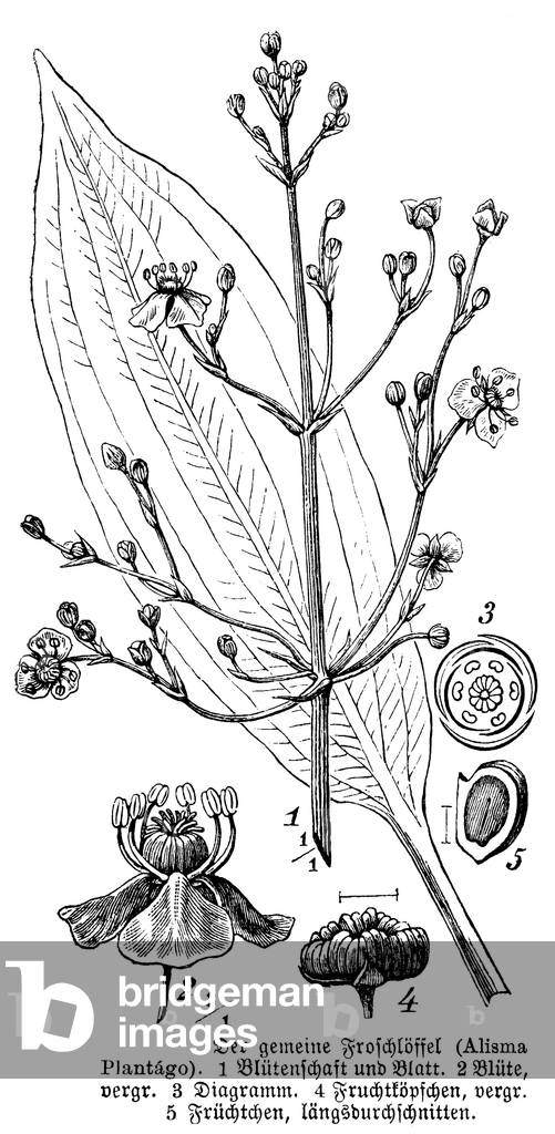 Alisma