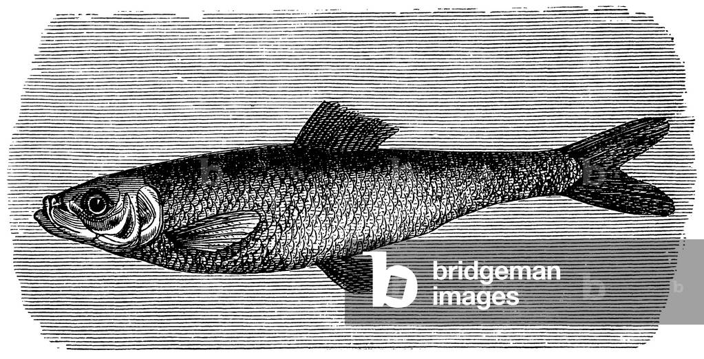 Herring
