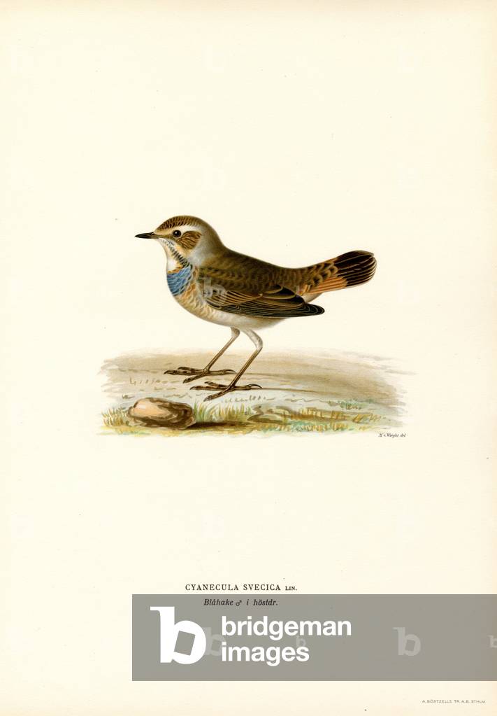 Roat bleu (couleur litho)
