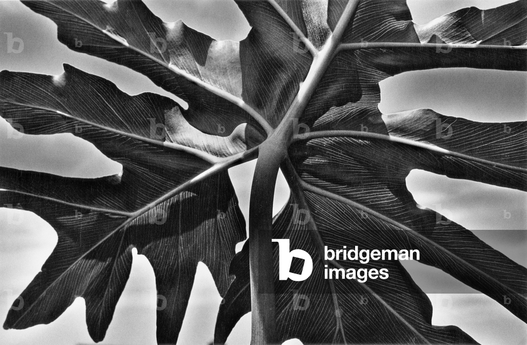 Immagine di Fotografia "Una foglia di filodendro divisa in due è vista dal basso (foto)" di Harold Feinstein