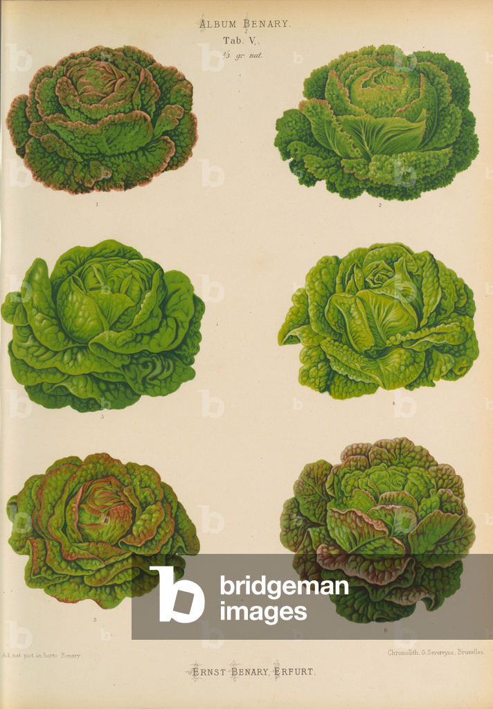 Image of Print depicting Varieties of lettuces (Lactuca sativa) 1876 by Ernst Benary