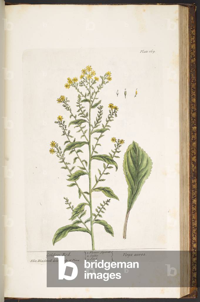 Teller 169, Golden Rod, von 'A Curious Herbal', 1737 (farbige Gravur)