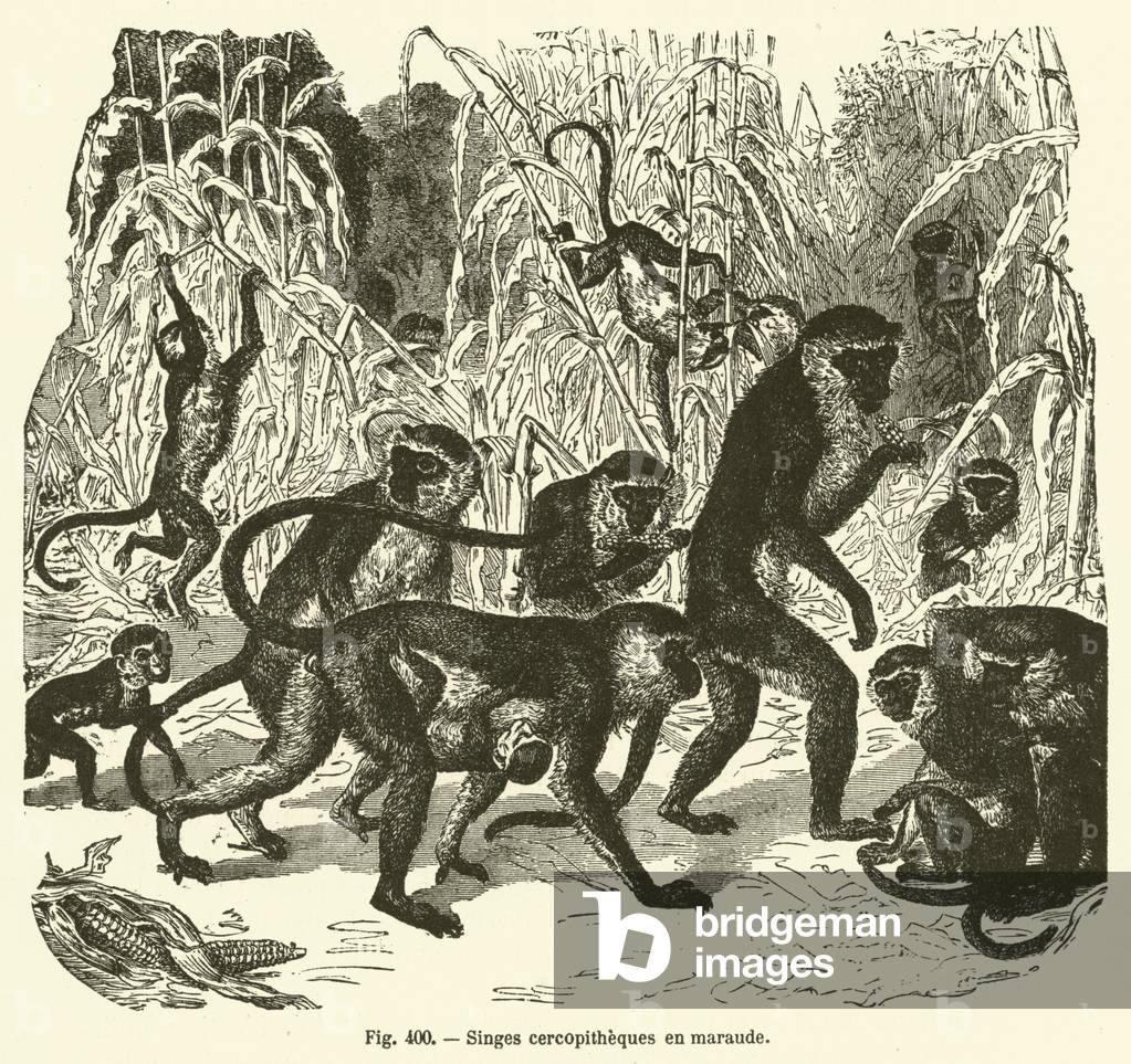 Singes cercopitheques en maraude (engraving)