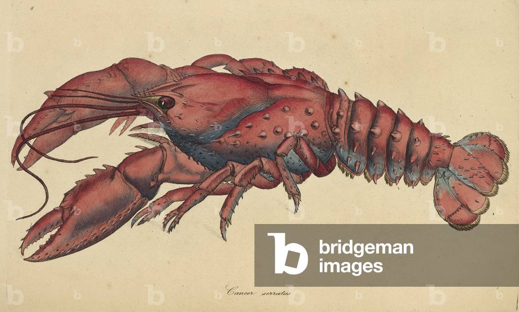 Krebsserratus. Hummer gezahnt. Diese handkolorierte Gravur wurde von James Sowerby für George Shaw's (1751-181