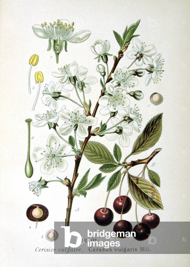 Sauerkirsche (Cerasus vulgaris oder Prunus cerasus): Zweige mit Blüten und Früchten, Details der einzelnen Blü