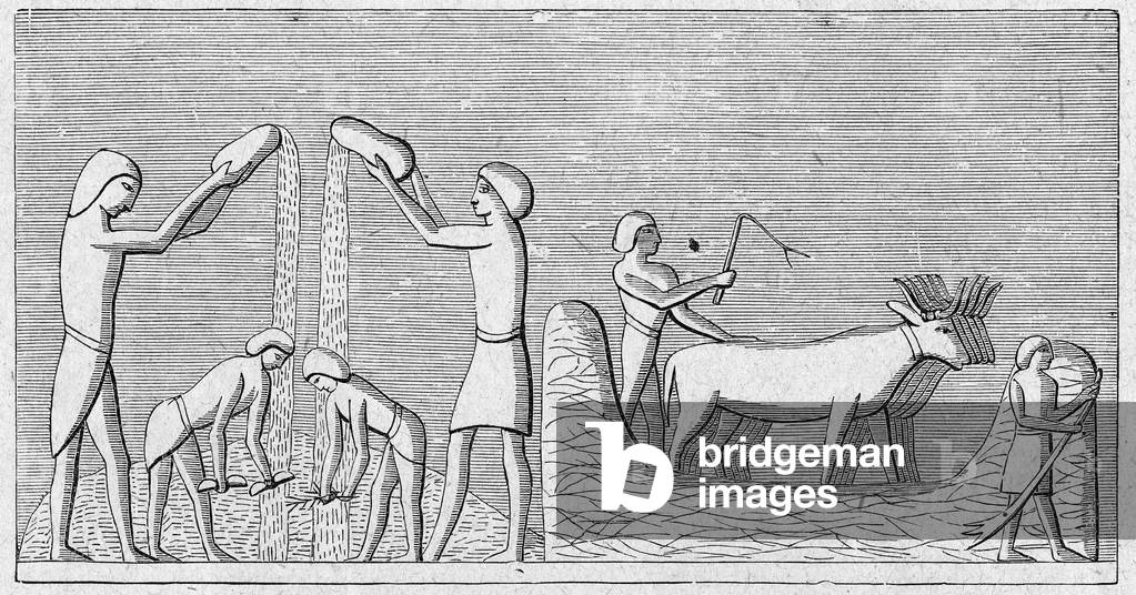Immagine di Incisione "Religione La Sacra Bibbia. Trebbiatura del grano", b/w
