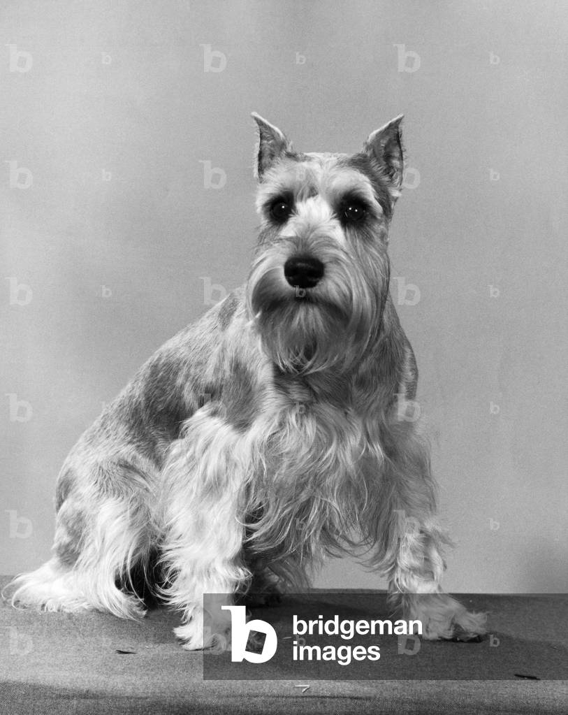 Schnauzer sitzend