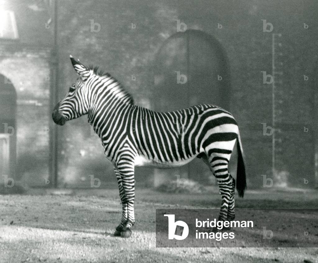 Un maschio Mountain Zebra x Hartmann's Mountain Zebra in piedi nel suo paddock allo zoo di Londra nel settembr