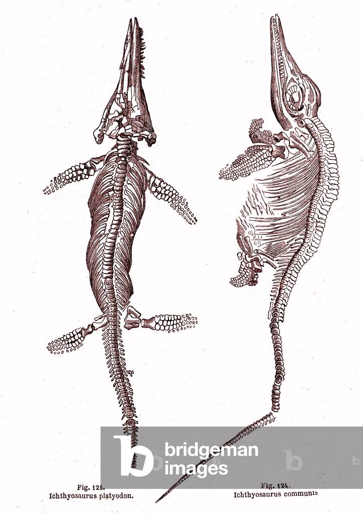 "Ichtyosaurus communis und Ichtyosaurus platyodon (Stich" 1864 von Unknown Artist