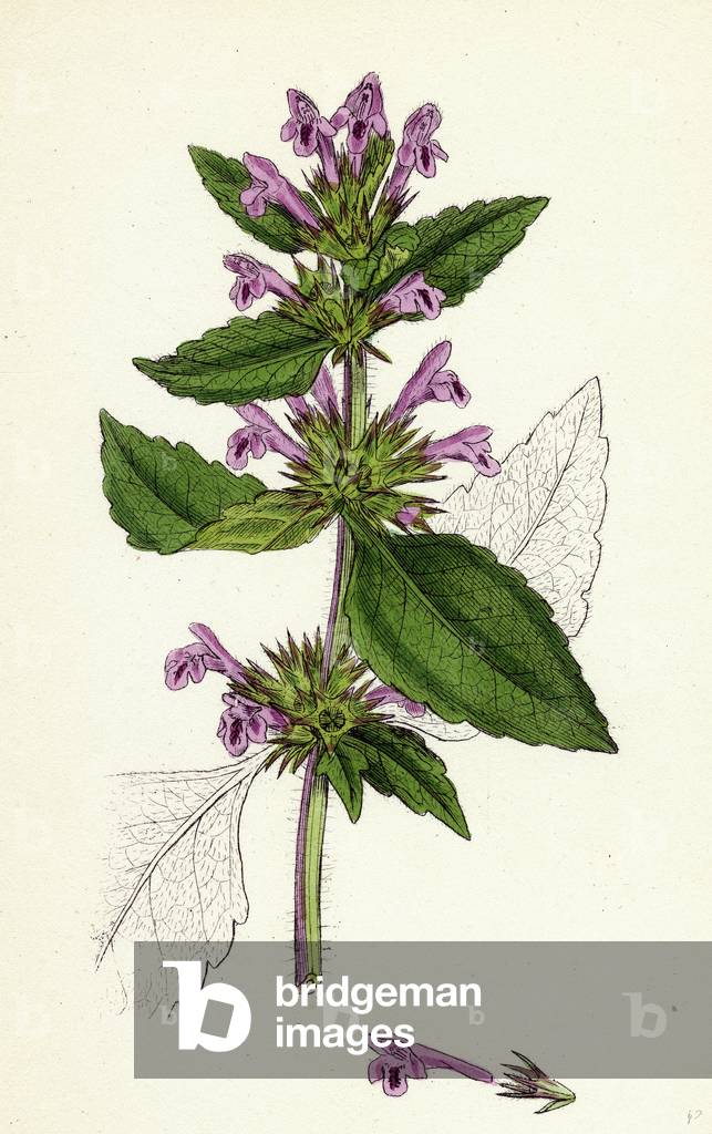 Image of Engraving depicting Galeopsis Eu-Tetrahit Var. Genuina Common Hemp-Nettle Var. A.