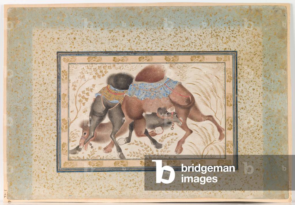 Zwei Kamele Kämpfen (w/c auf Papier)