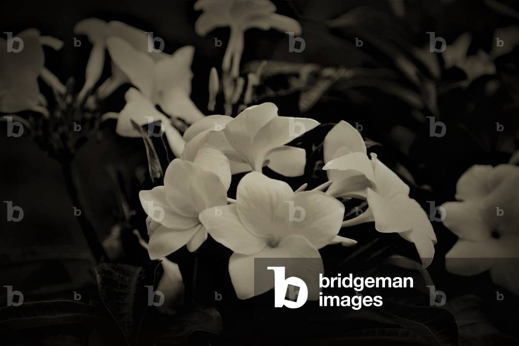 Décorations, 2019 (photographie)