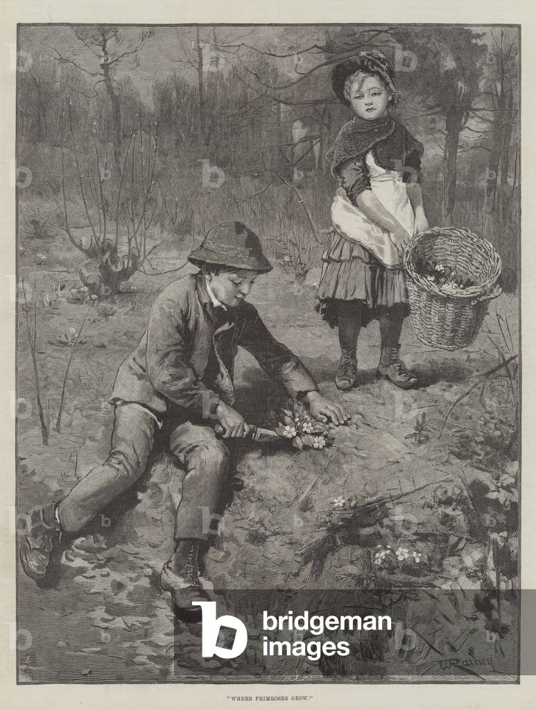 "Dove crescono le primule (incisione)" 1887 di William Rainey, b/w