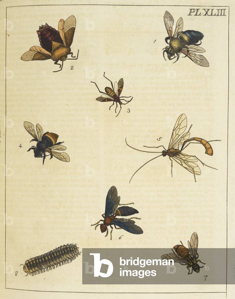 Divers insectes.