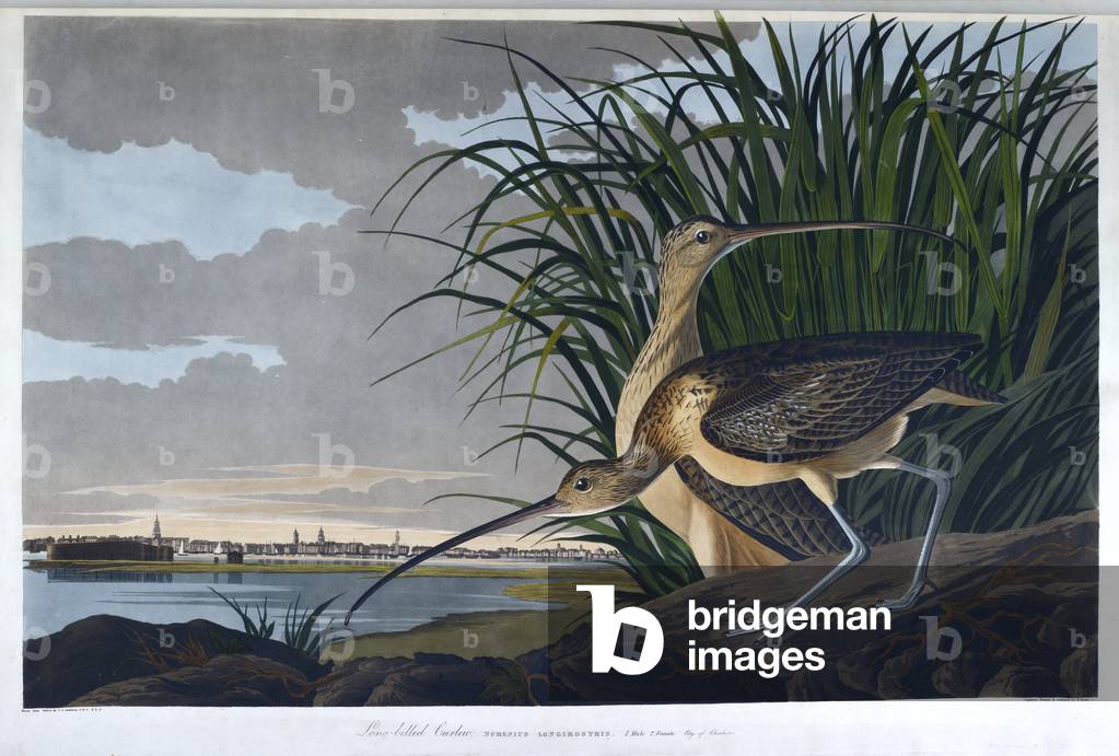 Ein Vogel. Farbillustration von Audubon; Long-billed Curlew.