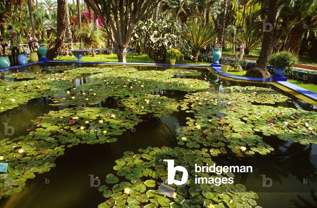 Morocco.  Marrakech.  Jardin Majorelle.  Water Lilies.  Ornamental Pond.  