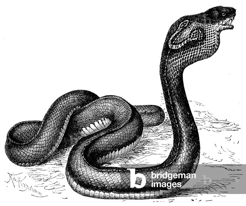 Immagine di Incisione "Cobra", b/w