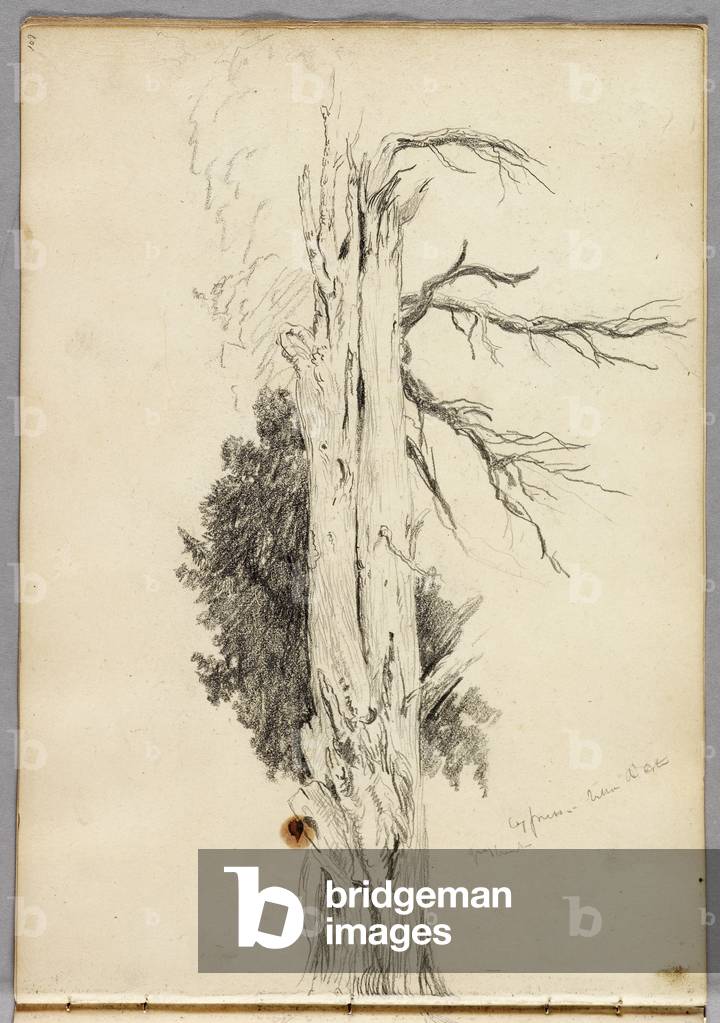 Immagine di Disegno "Cipresso" 1832 di Thomas Cole, b/w