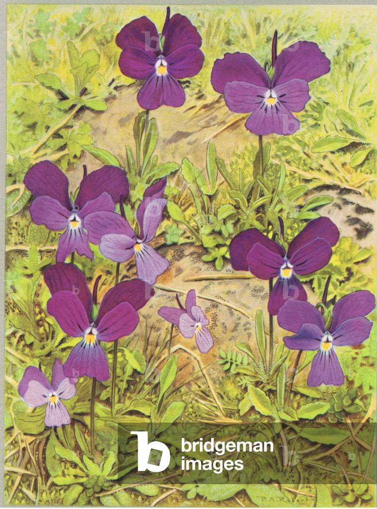 Viola Speronata Lungo