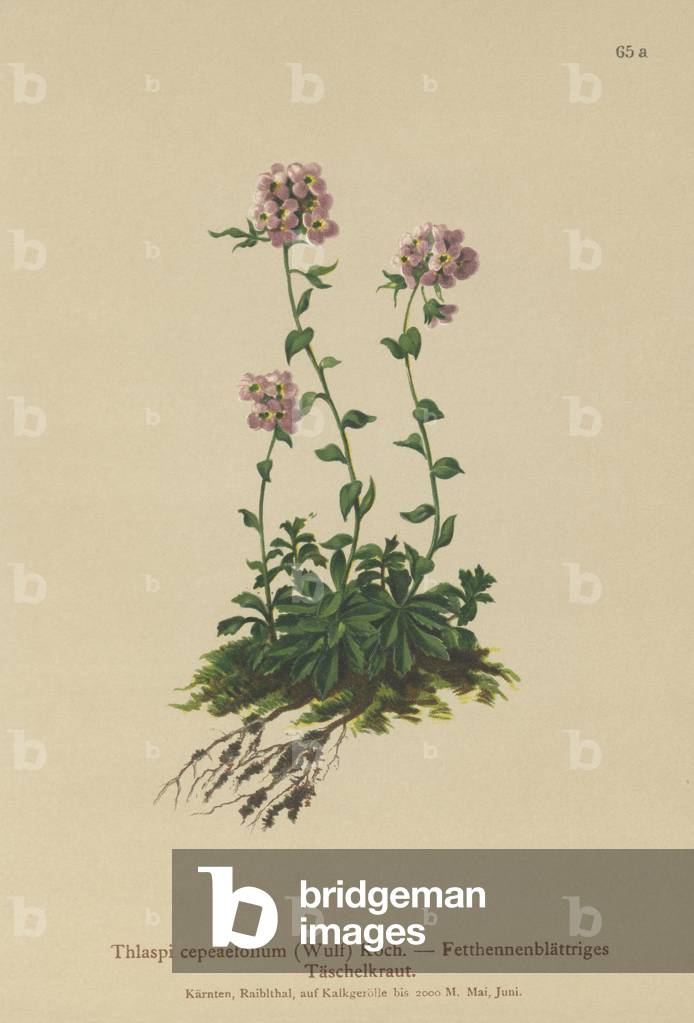 Pennykresse (Thlaspi cepeaefolium) (Farbe Litho)