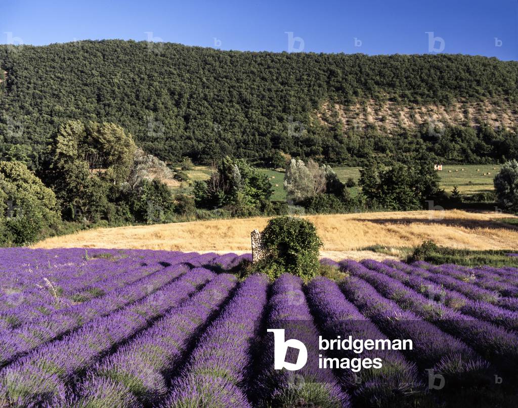 Bild von Fotografie "Lavendelfeld" von Odile Noel